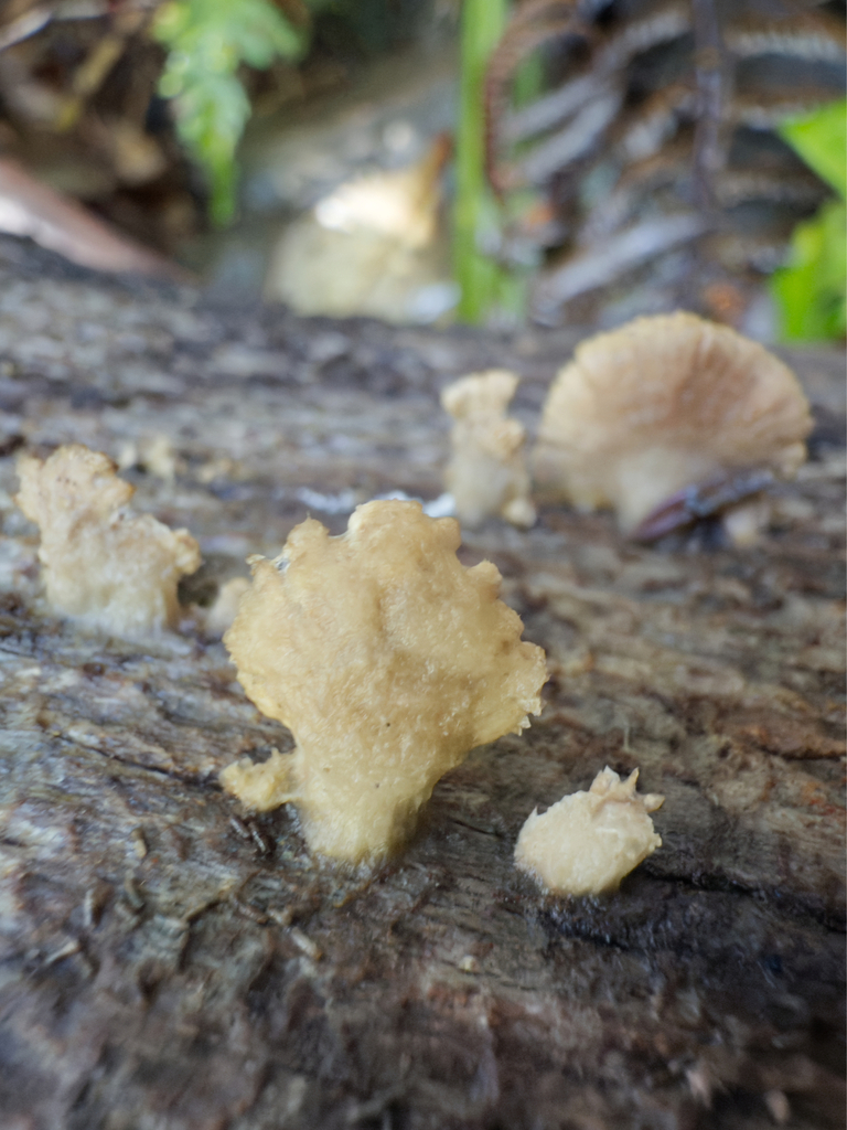 Schizophyllum commune · June 2025 · photo: © jeremy_rolfe (iNaturalist, cc-by)