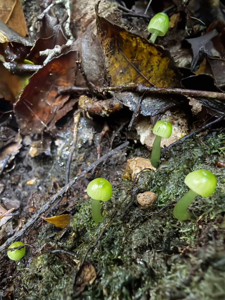 Gliophorus viridis · June 2025 · photo: © jeremy_rolfe (iNaturalist, cc-by)