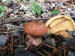 Suillus lakei