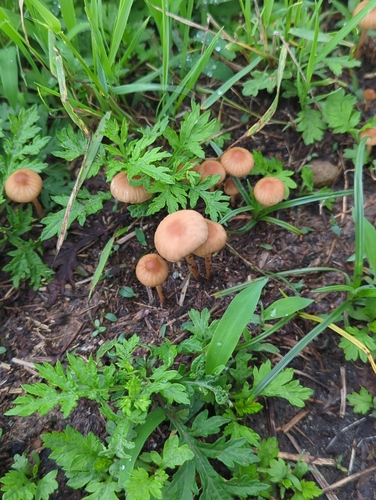 Marasmius oreades