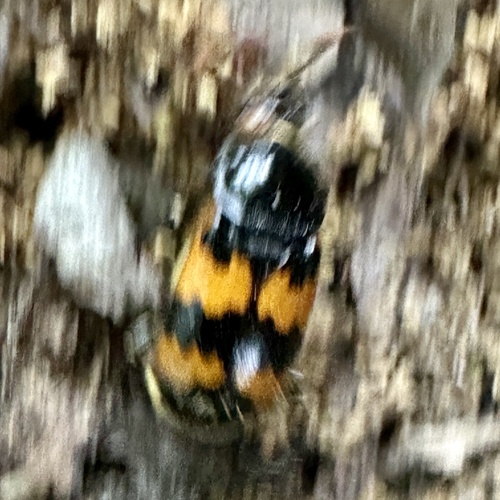 Vespillo Burying Beetle, Beekhuizenseweg, Velp, Gelderland, NL, photo 8 of 10
