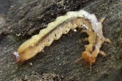 Dendroides canadensis