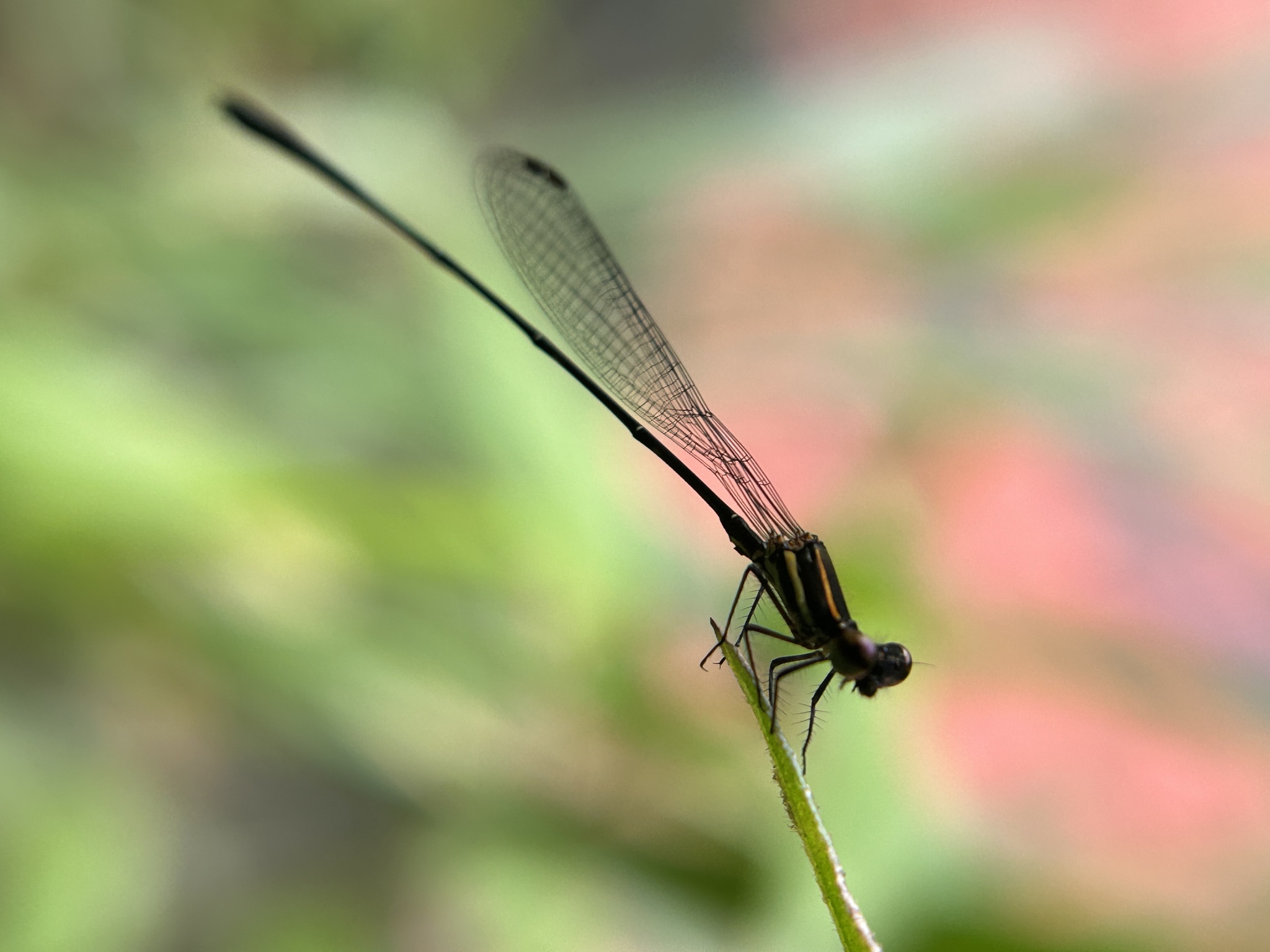 Orange-Striped Threadtail