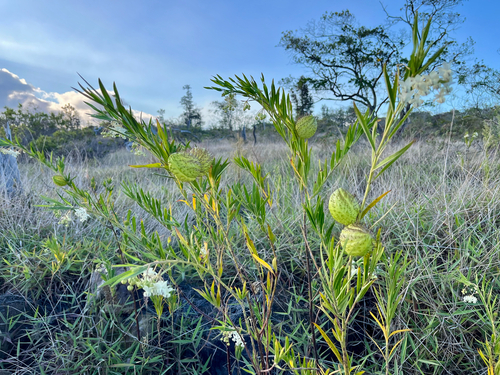 Gomphocarpus physocarpus observed 2025-06-13