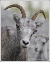 Ovis dalli stonei