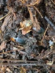 Amphasia interstitialis