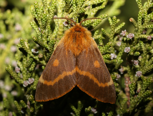 Lemonia dumi