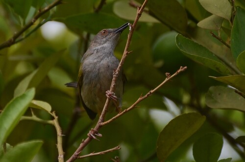 Sahel Grey-backed Camaroptera
