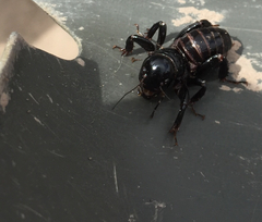Stenopelmatus minor