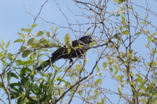White-billed Buffalo-Weaver