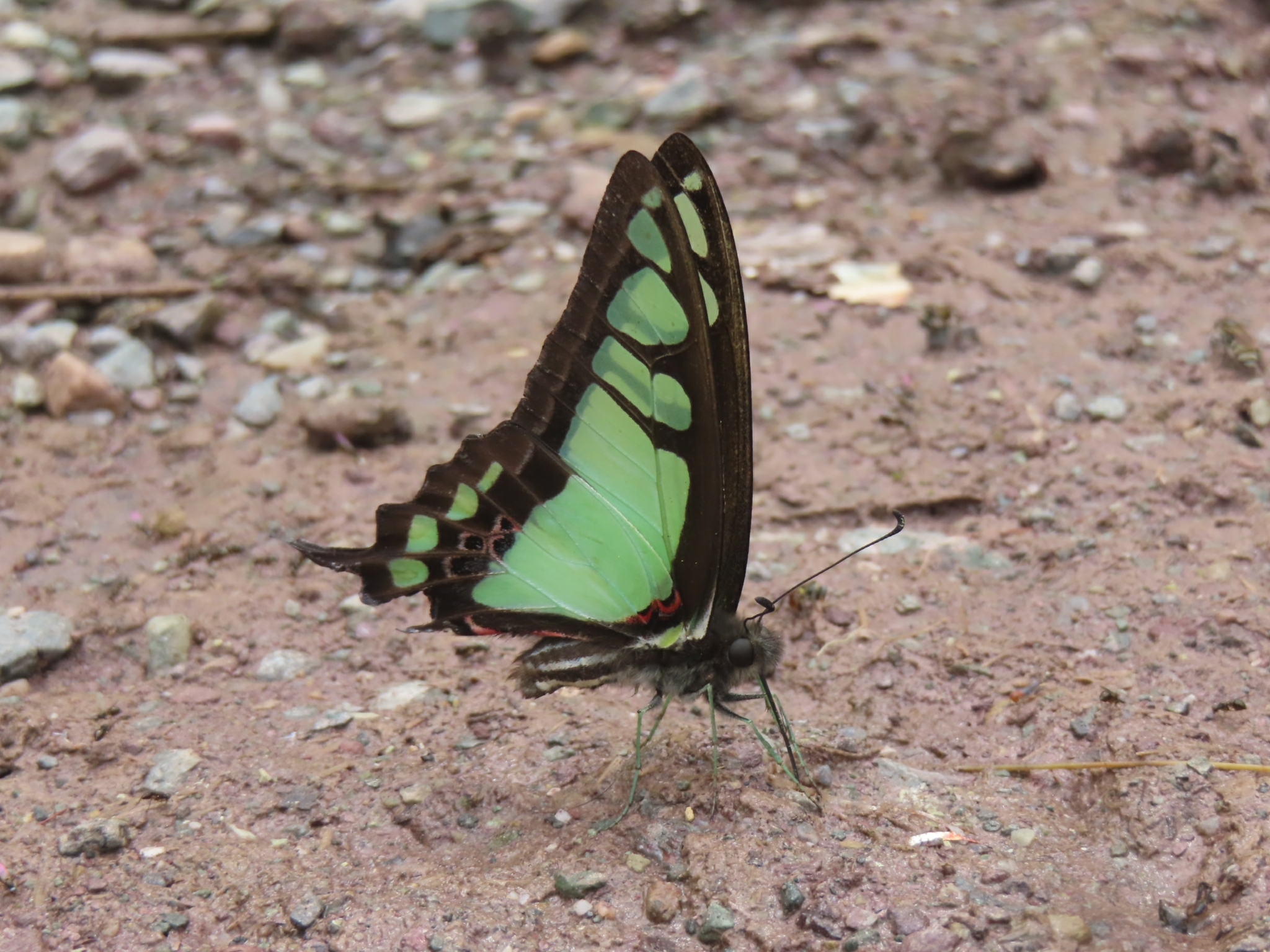 Glassy Bluebottle