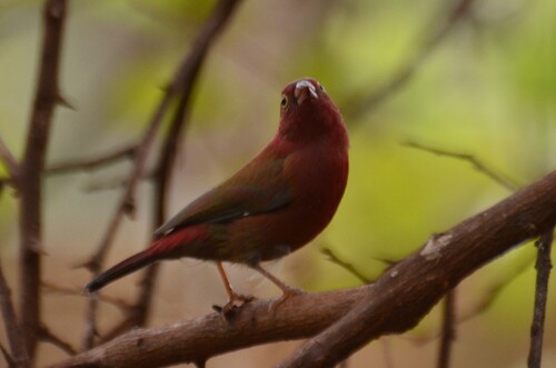 Red-billed Firefinch