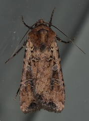 Euxoa ochrogaster