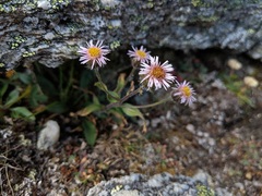 Erigeron nivalis