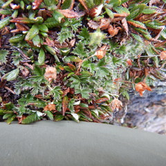 Potentilla subvahliana