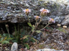 Erigeron nivalis