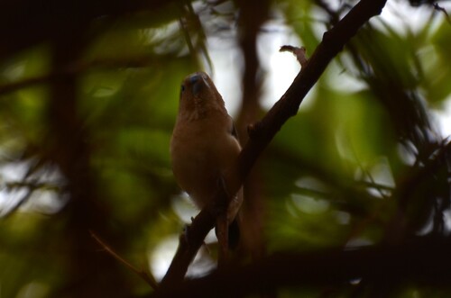 African Silverbill