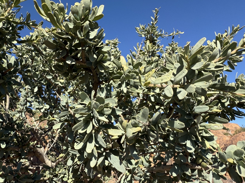 Shepherds tree from Vioolsdrift, Springbok, Northern Cape, ZA on June ...