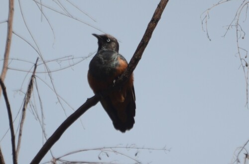 Chestnut-bellied Starling
