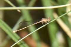 Argia sedula
