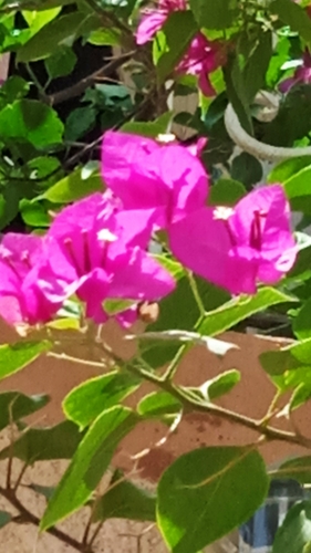 lesser bougainvillea