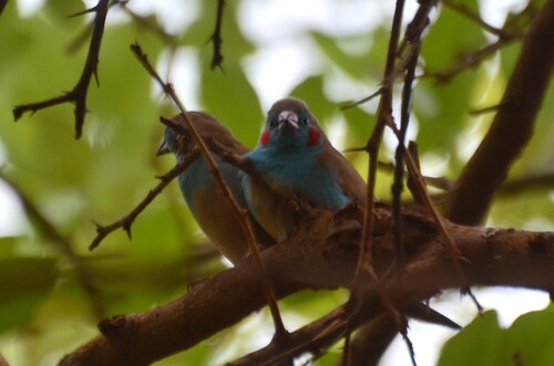 Red-cheeked Cordonbleu