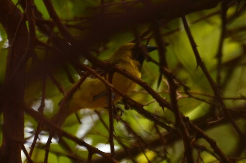 Little Weaver