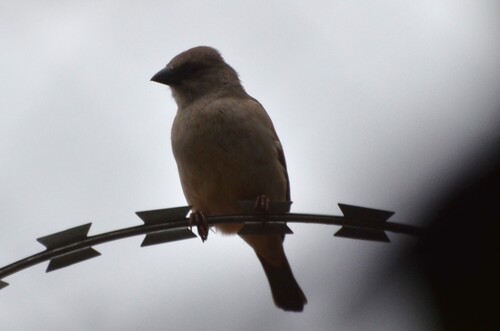 Northern Grey-headed Sparrow