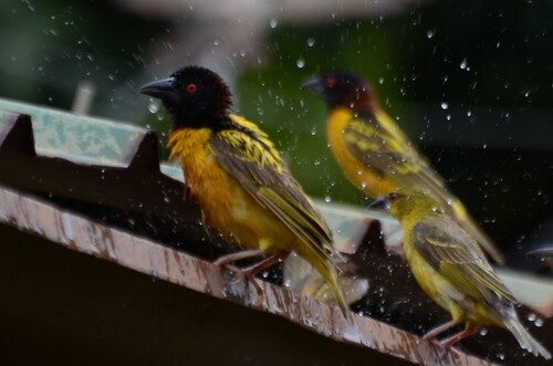 Village Weaver