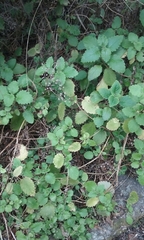 Jovellana sinclairii