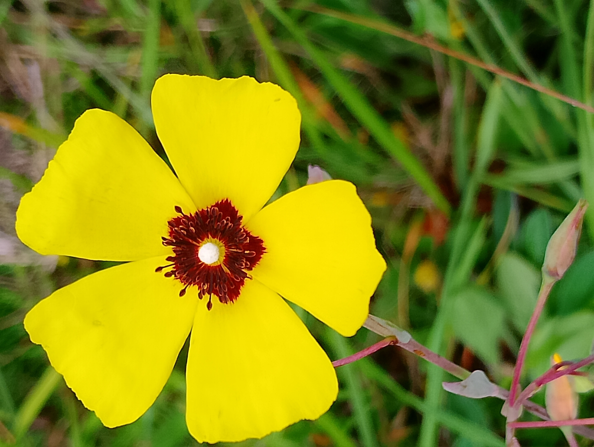 Tuberaria globulariifolia