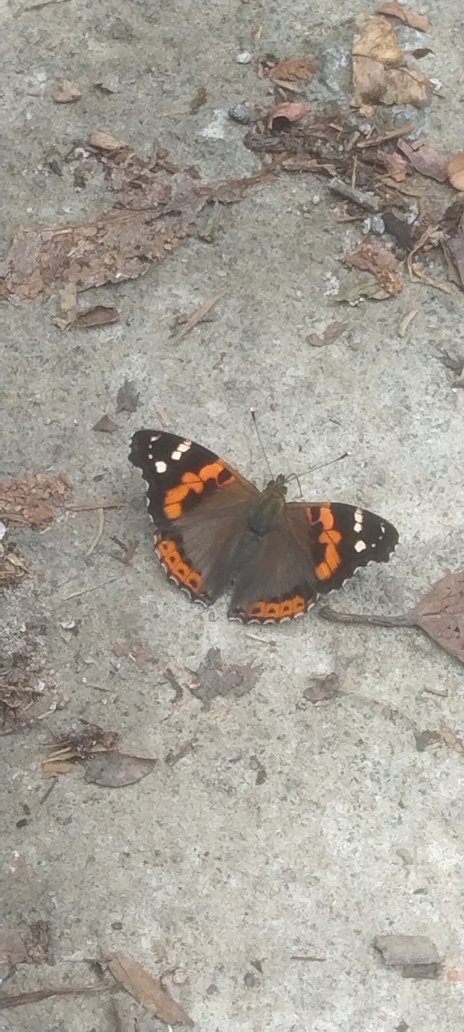 Indian Red Admiral
