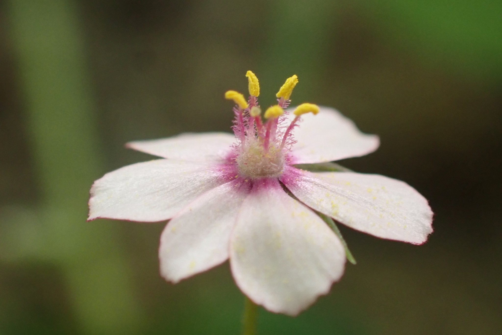 Scarlet Pimpernel (Lysimachia arvensis)