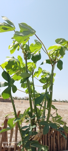 Cassava