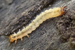 Dendroides canadensis