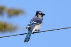 Cyanocitta cristata image