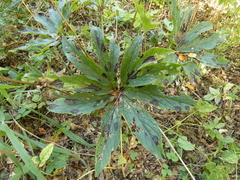 Microsphaeropsis hellebori