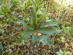 Microsphaeropsis hellebori