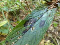Microsphaeropsis hellebori