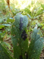 Microsphaeropsis hellebori