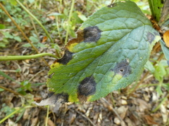 Microsphaeropsis hellebori