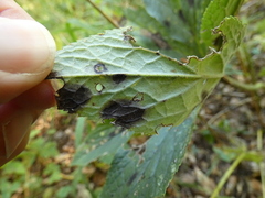 Microsphaeropsis hellebori