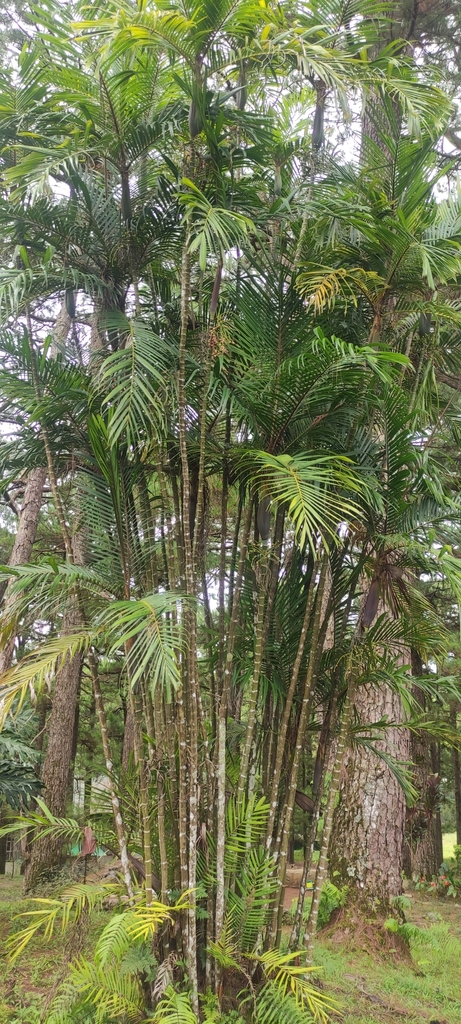 Pinanga philippinensis