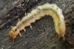 Dendroides canadensis