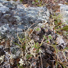 Potentilla subvahliana