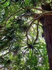 Freycinetia arborea