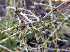Coprosma obconica