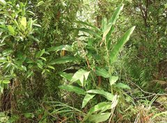 Alpinia galanga