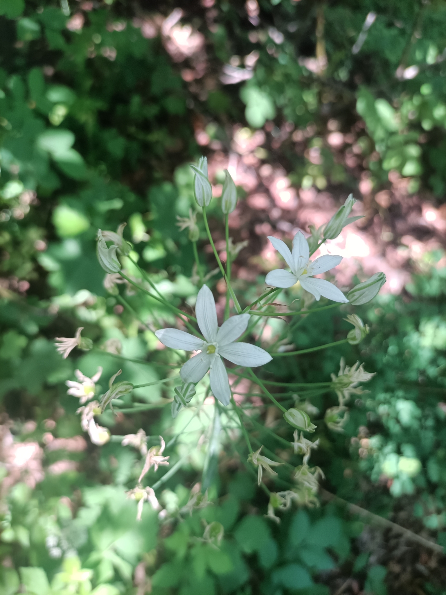 Giant star-of-Bethlehem