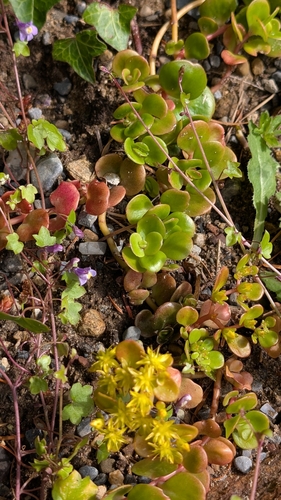 Sedum tetractinum